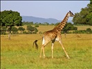 Running giraffe 1